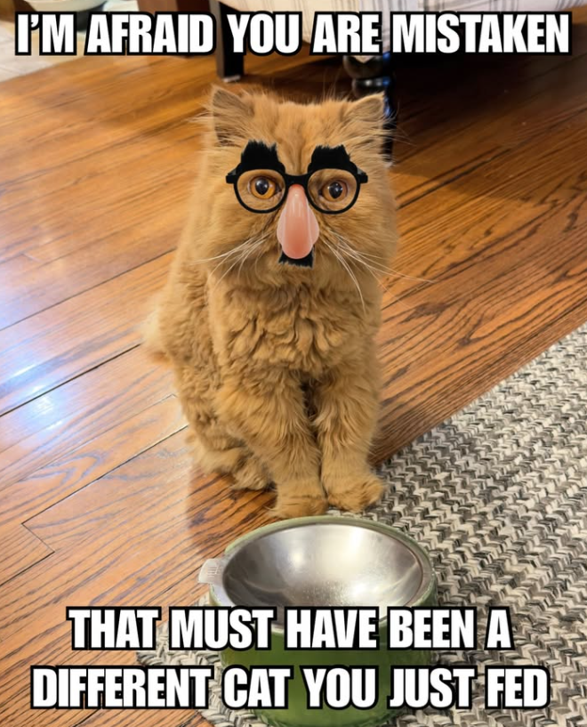 I'M AFRAID YOU ARE MISTAKEN THAT MUST HAVE BEEN A DIFFERENT CAT YOU JUST FED
