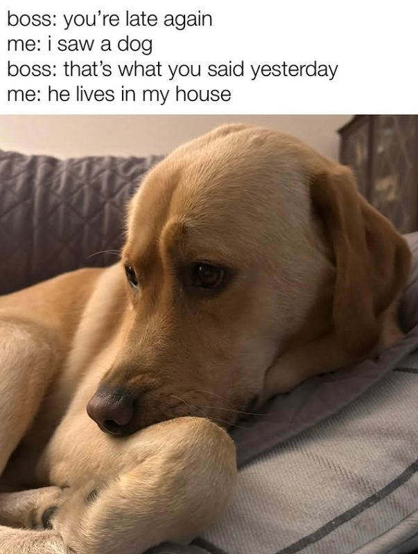 boss: you're late again me: i saw a dog boss: that's what you said yesterday me: he lives in my house