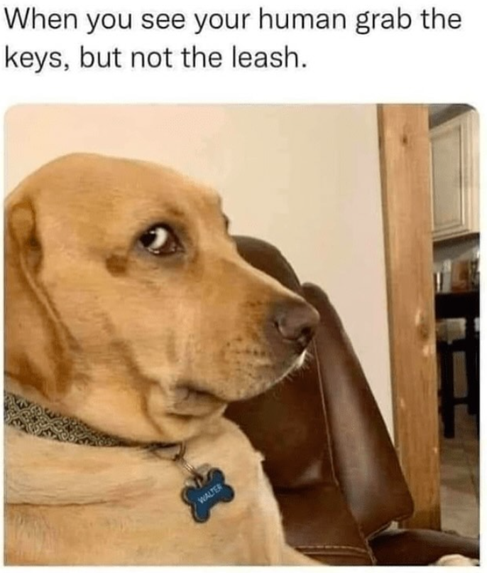 When you see your human grab the keys, but not the leash. WALTER