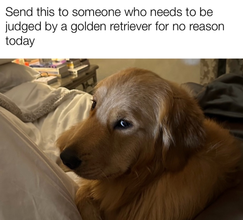 Send this to someone who needs to be judged by a golden retriever for no reason today