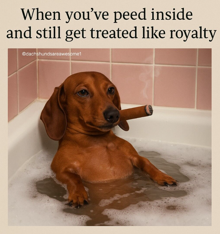 When you've peed inside and still get treated like royalty Odachshundsareawesome1