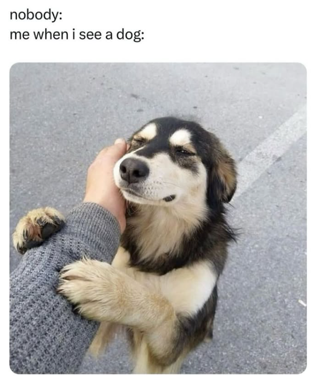 nobody: me when i see a dog:
