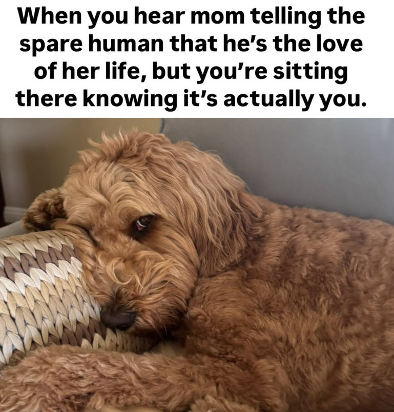 When you hear mom telling the spare human that he's the love of her life, but you're sitting there knowing it's actually you.