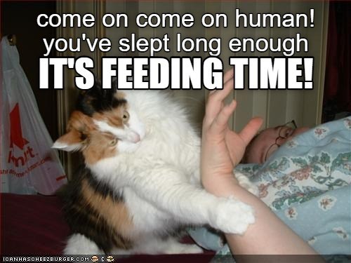 mit come on come on human! you've slept long enough IT'S FEEDING TIME! ICANHASCHEEZBURGER.COM ©