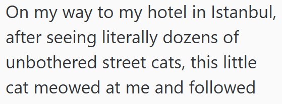 On my way to my hotel in Istanbul, after seeing literally dozens of unbothered street cats, this little cat meowed at me and followed