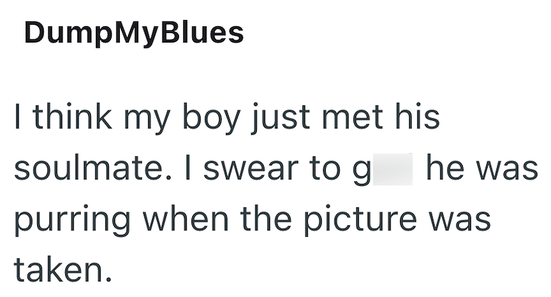 DumpMyBlues I think my boy just met his soulmate. I swear to g he was purring when the picture was taken.