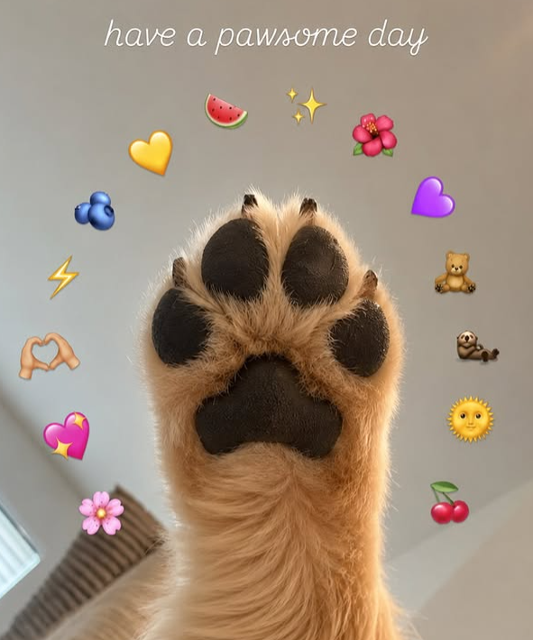 4 have a pawsome day