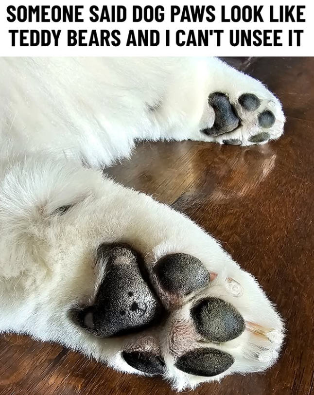 SOMEONE SAID DOG PAWS LOOK LIKE TEDDY BEARS AND I CAN'T UNSEE IT