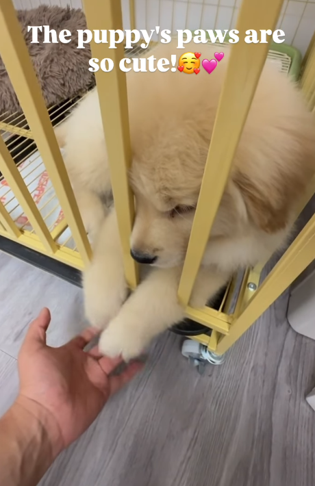 The puppy's paws are so cute!❤