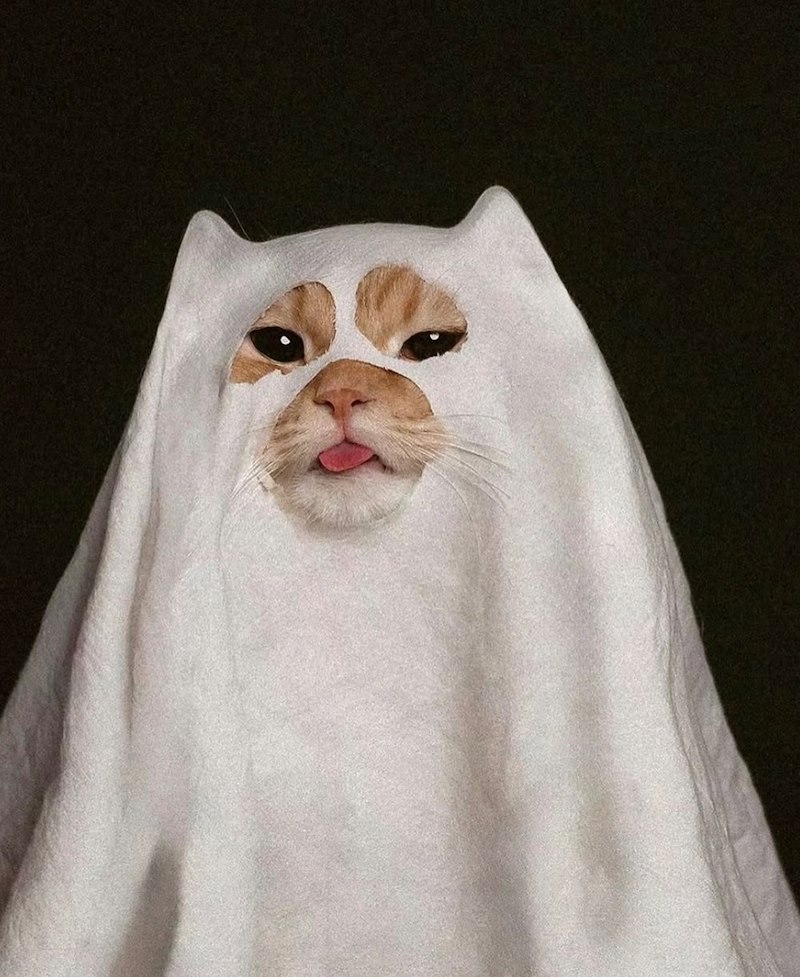 Cheezburger Image 10669816320