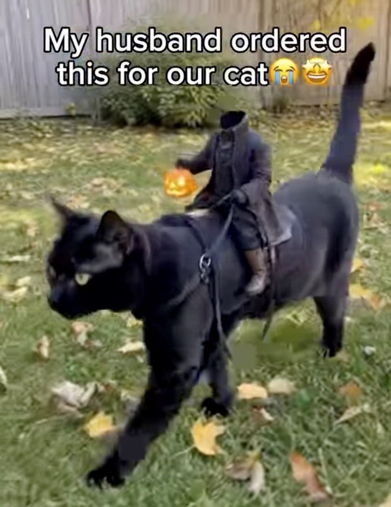My husband ordered this for our cate