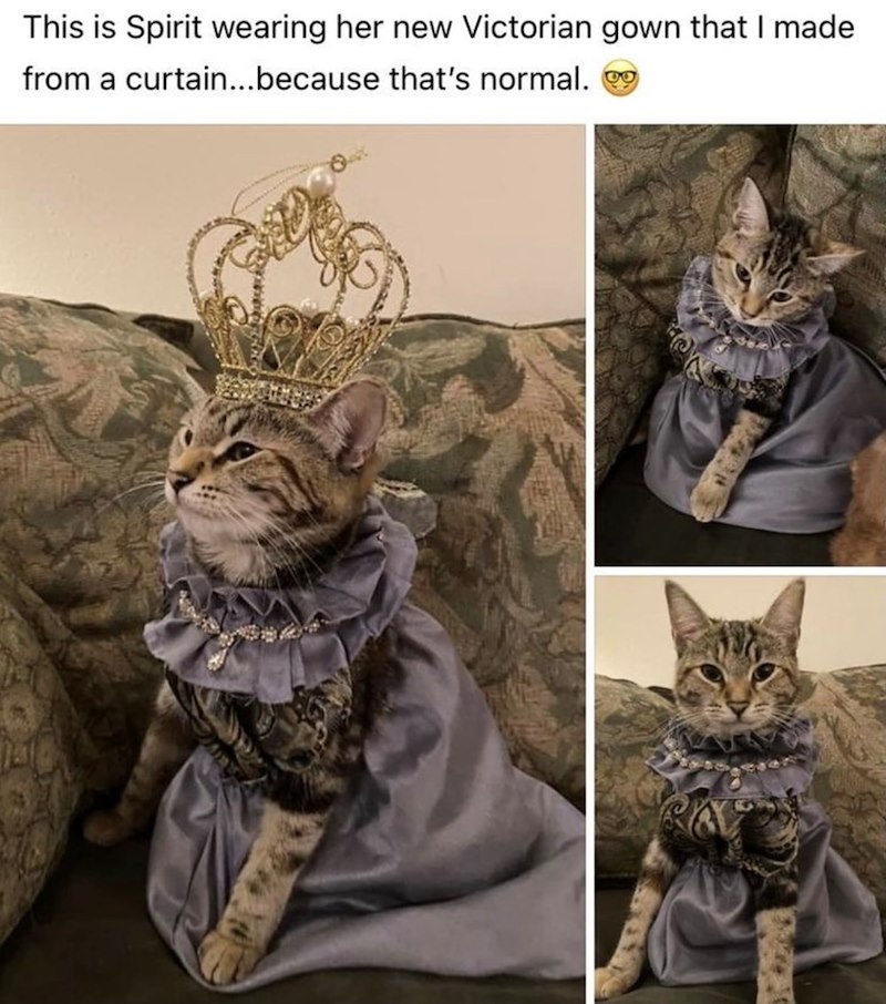 This is Spirit wearing her new Victorian gown that I made from a curtain...because that's normal.
