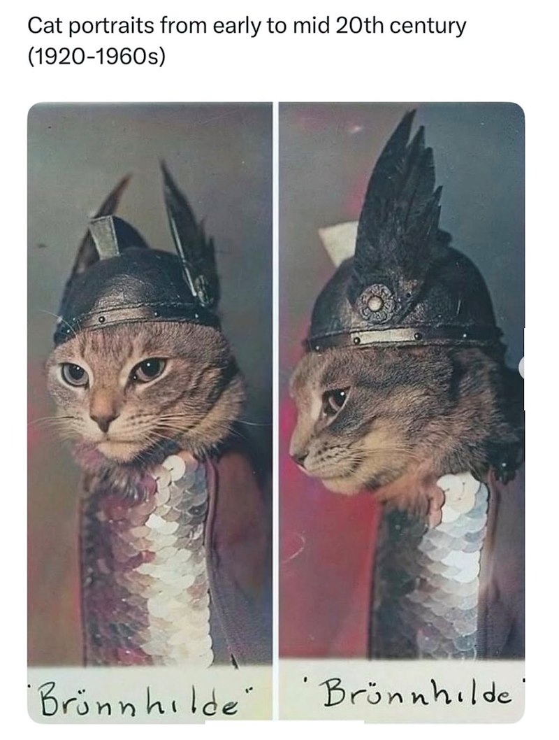 Cat portraits from early to mid 20th century (1920-1960s) "Brünnhilde" Brünnhilde