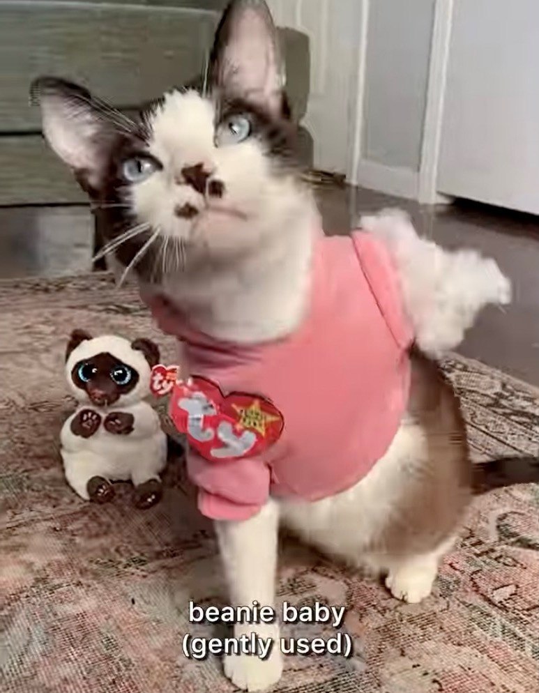 beanie baby (gently used)