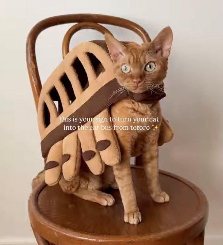 this is your sign to turn your cat into the cat bus from totoro