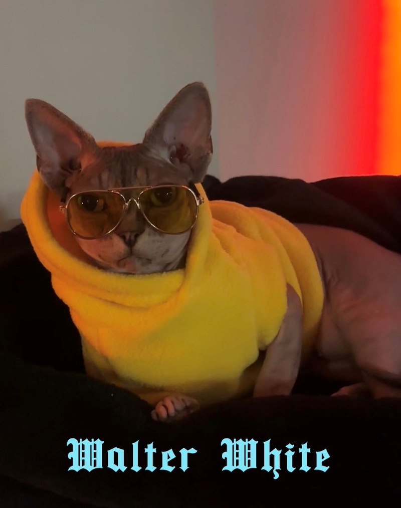 Walter White