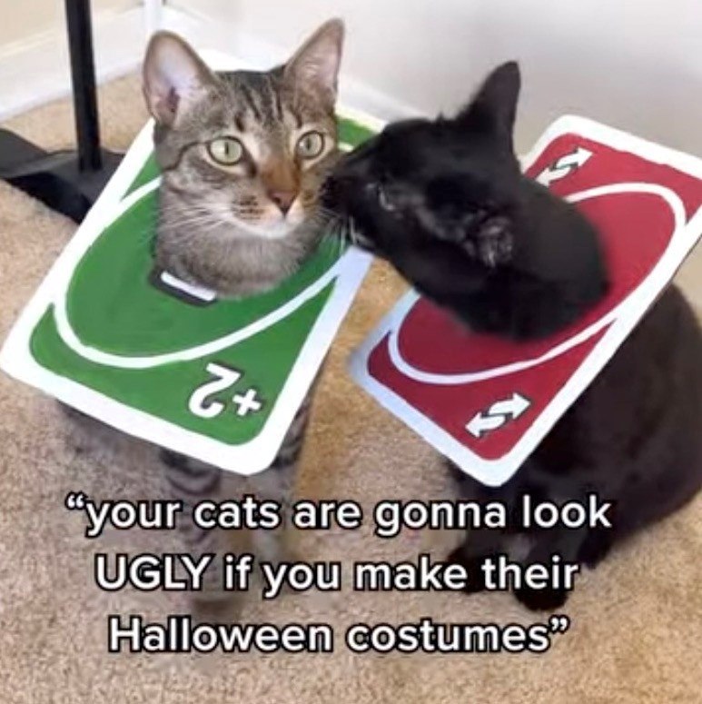 Z+ "your cats are gonna look UGLY if you make their Halloween costumes"