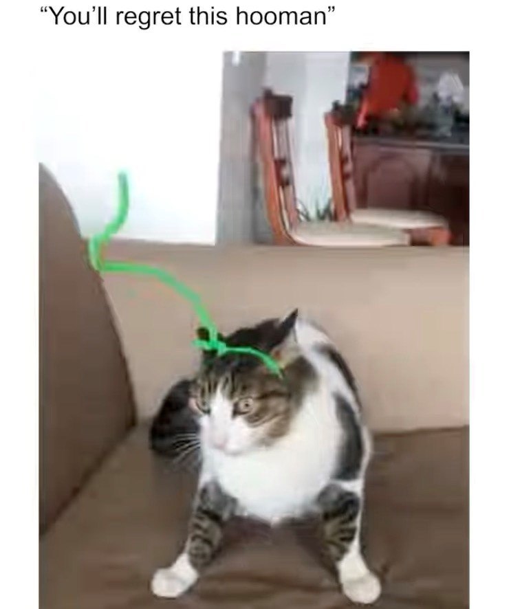 "You'll regret this hooman"