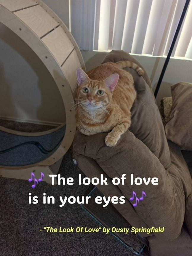 The look of love is in your eyes "The Look Of Love" by Dusty Springfield