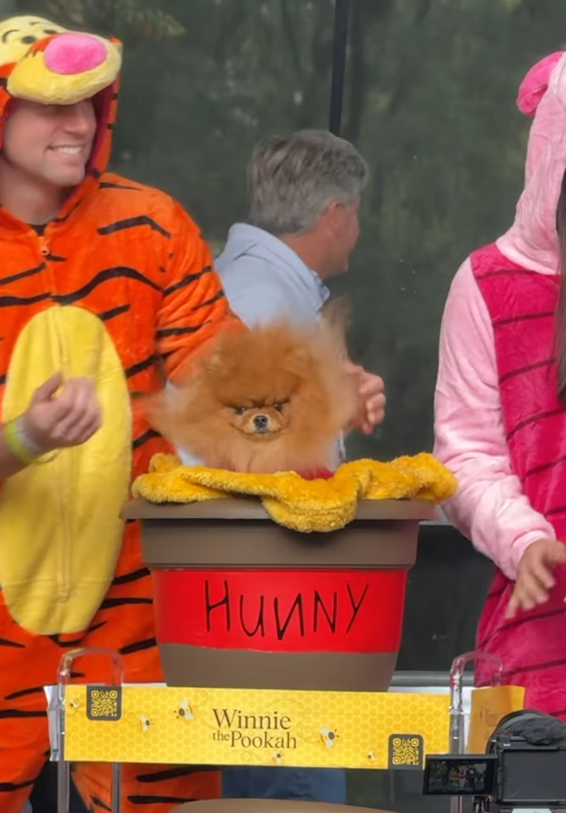 Winnie the Pookah OLLO GAR