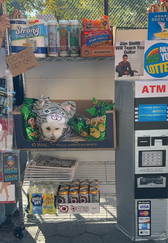Strong and Soff DO NOT PET CAT THANKS SUPER HE FLAY IT DOWN ILAY IT DOWN Wis Top Ramen 51 Maruchan Yakisoba Spty chiche SPICY CHICKEN FLAVOR Dan Smith Will Teach You Guitar 神韻晚會』 SHEN Y NEW YO LOTTE ATM WISE THE Classic AMERICAN SNACK CAPD PURE LIFE 300 HYOSUNG 康 bang We Accept VISA CASH MasterCard DISCOVER Pay