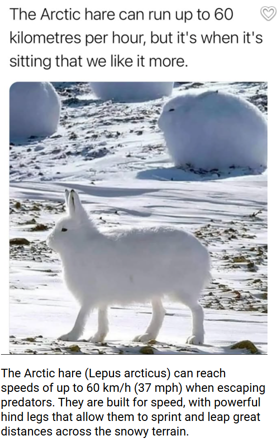 The Arctic hare can run up to 60 kilometres per hour, but it's when it's sitting that we like it more. The Arctic hare (Lepus arcticus) can reach speeds of up to 60 km/h (37 mph) when escaping predators. They are built for speed, with powerful hind legs that allow them to sprint and leap great distances across the snowy terrain.