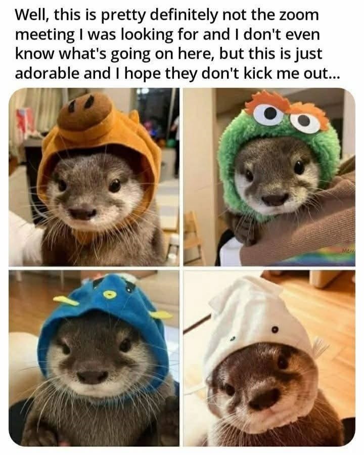 Well, this is pretty definitely not the zoom meeting I was looking for and I don't even know what's going on here, but this is just adorable and I hope they don't kick me out...