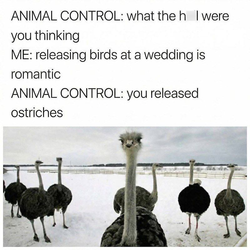 ANIMAL CONTROL: what the h I were you thinking ME: releasing birds at a wedding is romantic ANIMAL CONTROL: you released ostriches