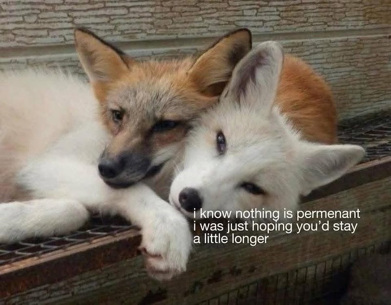 i know nothing is permenant i was just hoping you'd stay a little longer