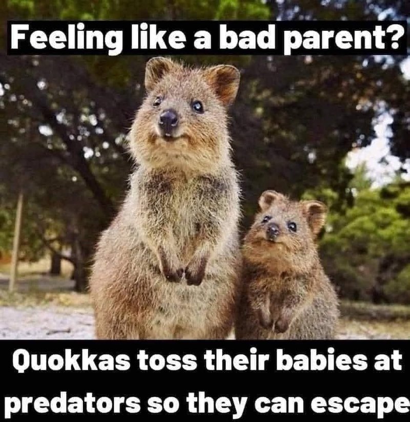 Feeling like a bad parent? Quokkas toss their babies at predators so they can escape