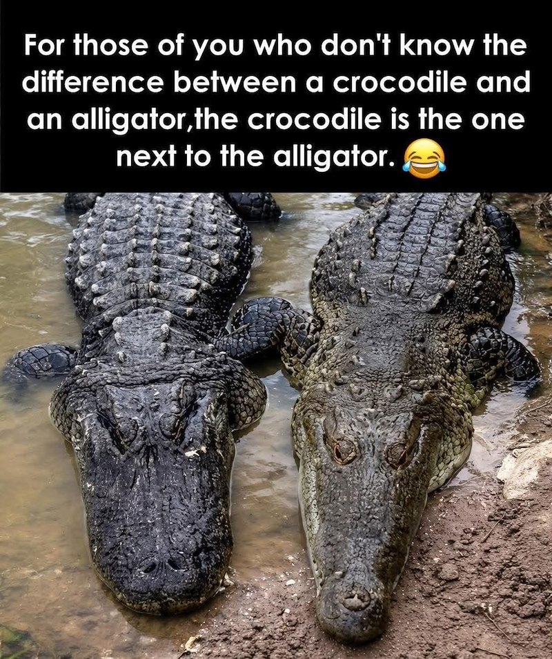 For those of you who don't know the difference between a crocodile and an alligator,the crocodile is the one next to the alligator.