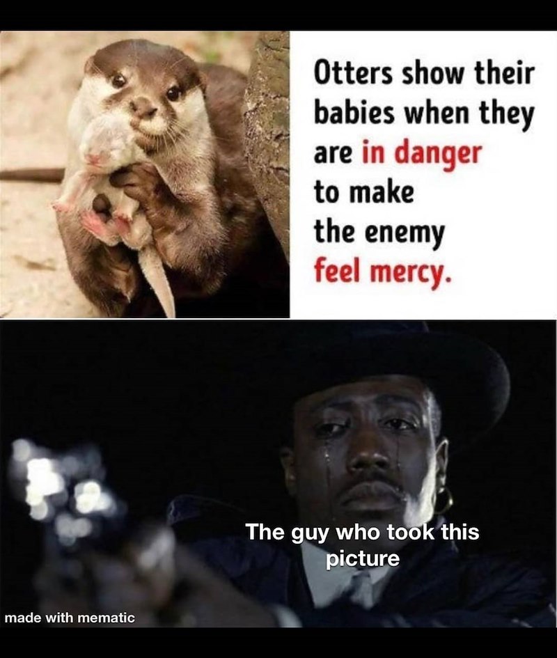 made with mematic Otters show their babies when they are in danger to make the enemy feel mercy. The guy who took this picture