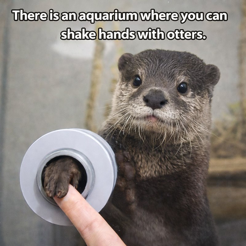 There is an aquarium where you can shake hands with otters.