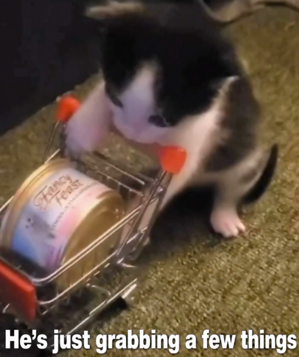 Fancy Feast He's just grabbing a few things
