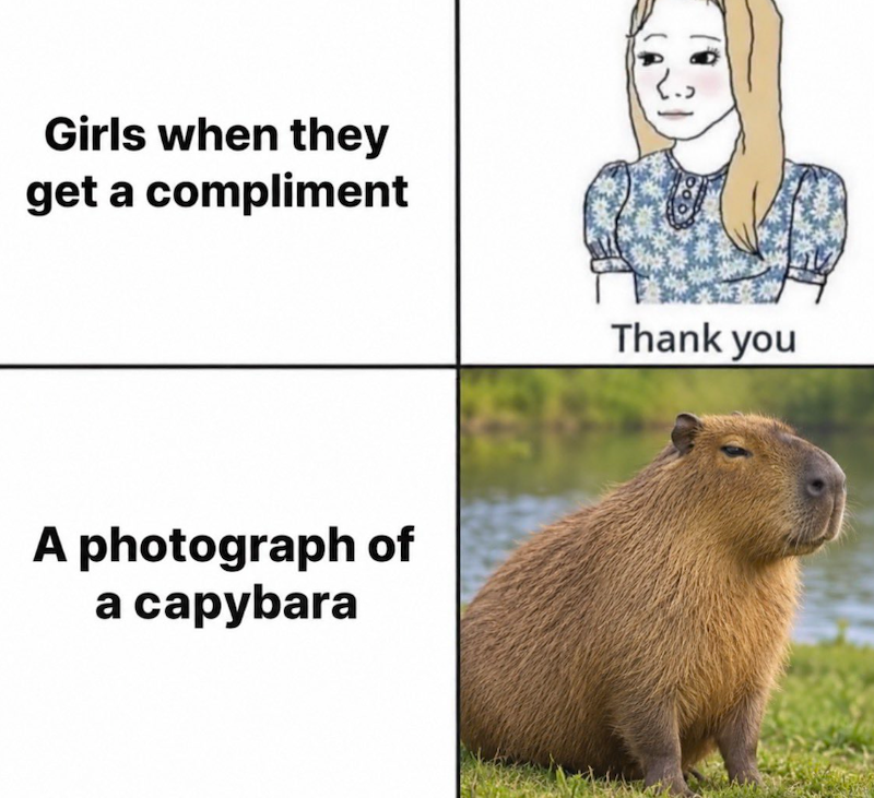 Girls when they get a compliment A photograph of a capybara Thank you