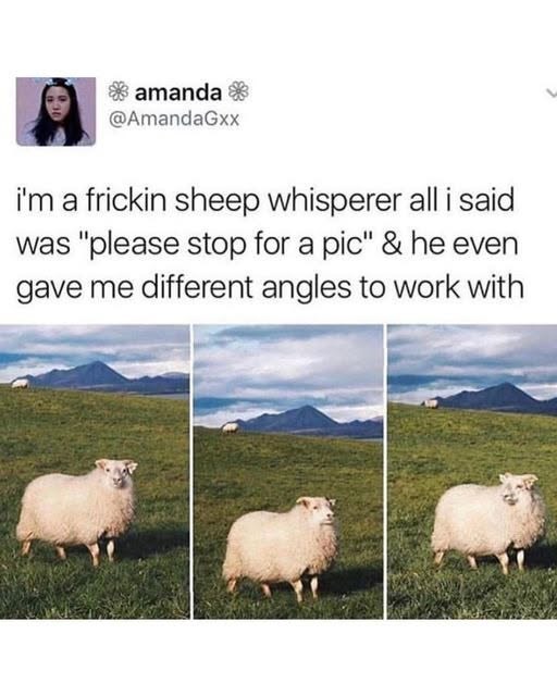 *amanda * @AmandaGxx i'm a frickin sheep whisperer all i said was "please stop for a pic" & he even gave me different angles to work with