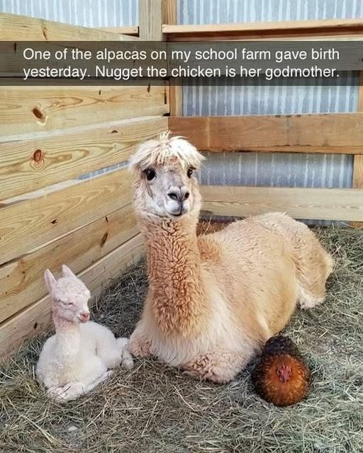 One of the alpacas on my school farm gave birth yesterday. Nugget the chicken is her godmother.