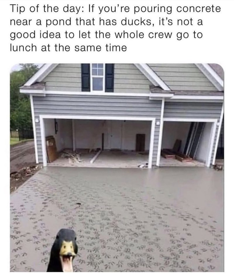 Tip of the day: If you're pouring concrete near a pond that has ducks, it's not a good idea to let the whole crew go to lunch at the same time