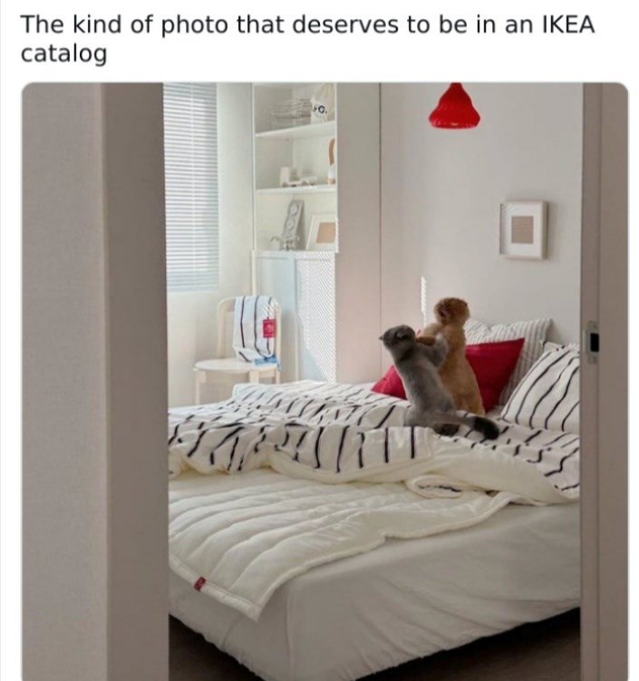 The kind of photo that deserves to be in an IKEA catalog C.