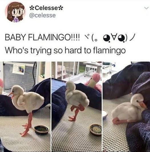 *Celesse* @celesse > BABY FLAMINGO!!!! (VO) Who's trying so hard to flamingo