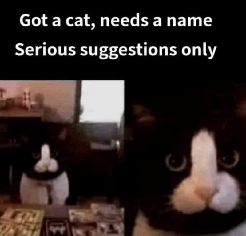 $ Got a cat, needs a name Serious suggestions only
