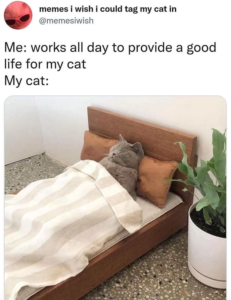 memes i wish i could tag my cat in @memesiwish Me: works all day to provide a good life for my cat My cat: