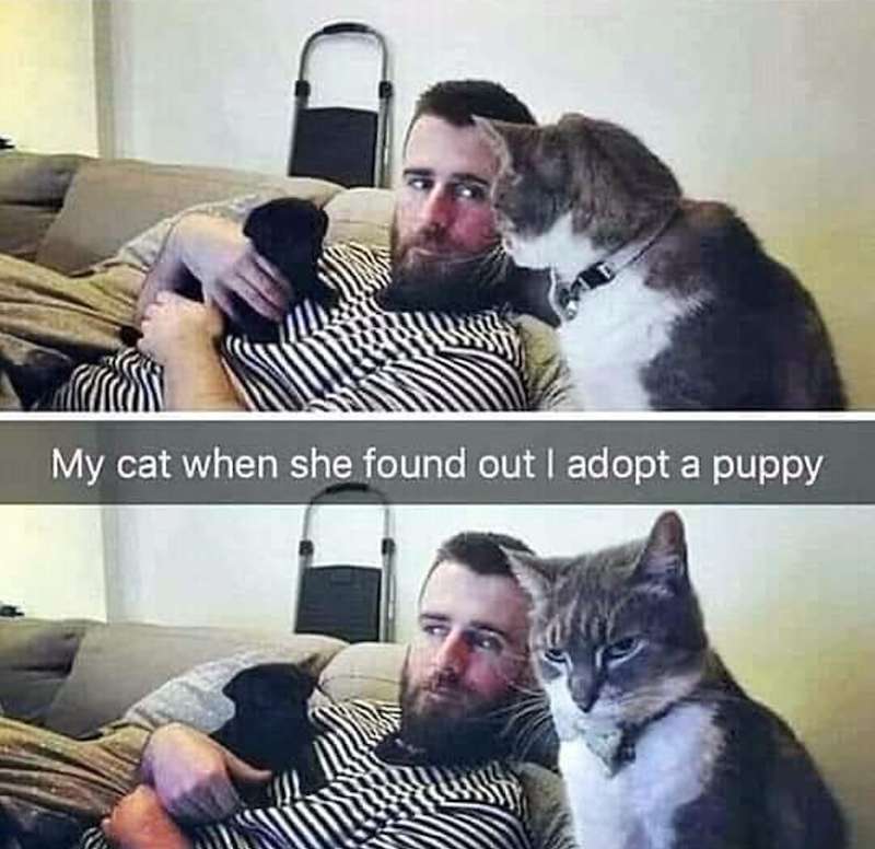 My cat when she found out I adopt a puppy