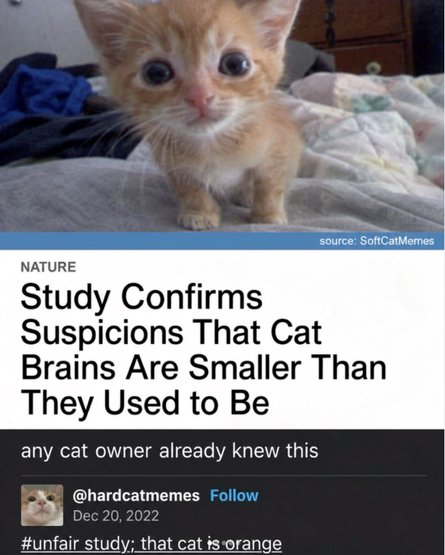 source: SoftCatMemes NATURE Study Confirms Suspicions That Cat Brains Are Smaller Than They Used to Be any cat owner already knew this @hardcatmemes Follow Dec 20, 2022 #unfair study; that cat is orange