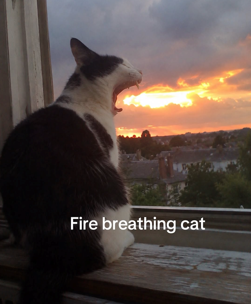 Fire breathing cat