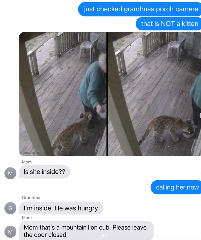 M M SoftCatMemes Mom Is she inside?? just checked grandmas porch camera that is NOT a kitten Grandma I'm inside. He was hungry Mom Mom that's a mountain lion cub. Please leave the door closed calling her now