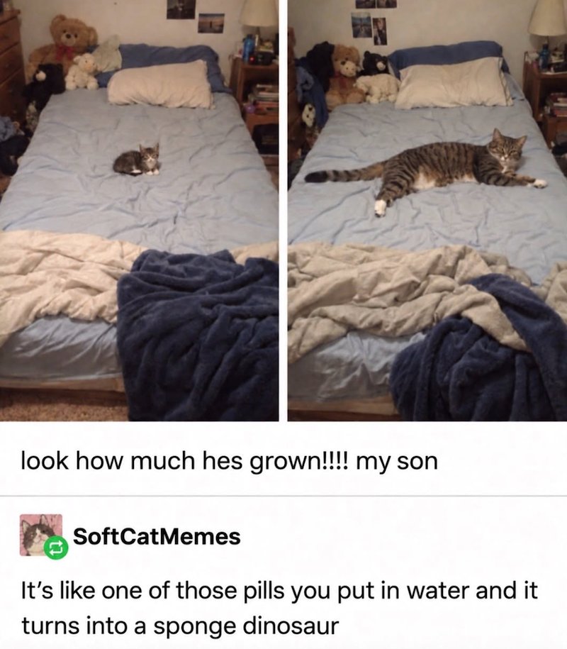 look how much hes grown!!!! my son SoftCatMemes It's like one of those pills you put in water and it turns into a sponge dinosaur