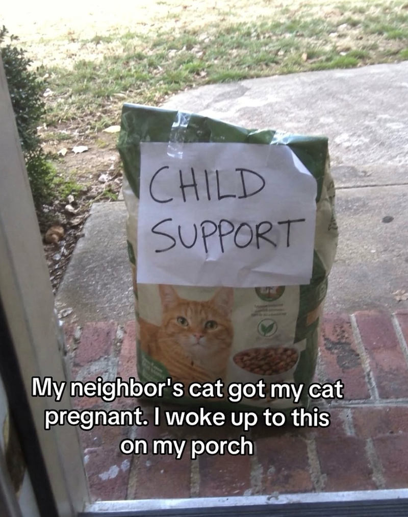 CHILD SUPPORT My neighbor's cat got my cat pregnant. I woke up to this on my porch