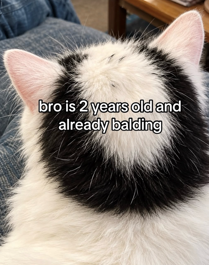 bro is 2 years old and already balding