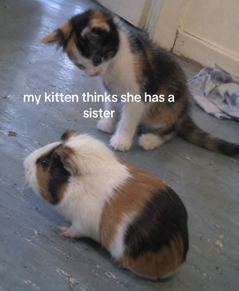 my kitten thinks she has a sister